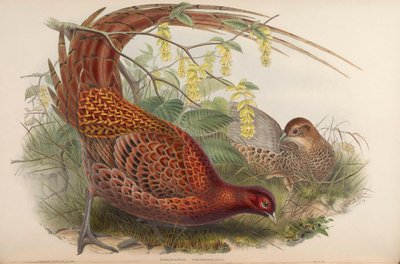 Phasianus soemmeringii = Syrmaticus soemmerringii door John Gould